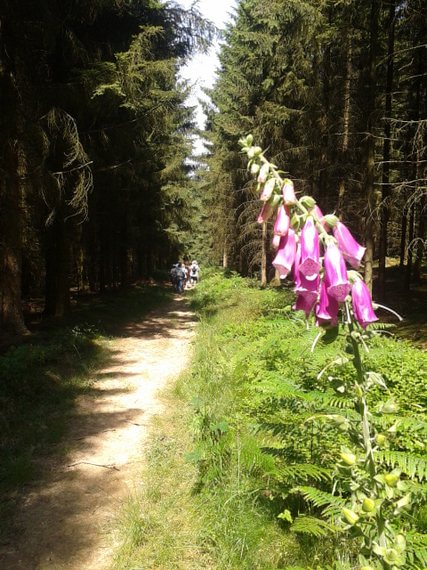 chemin de randonnée - Copie