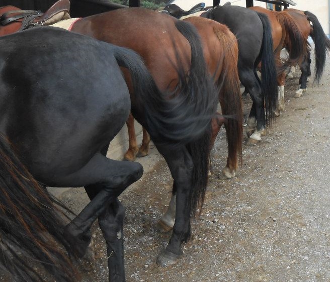 Chevaux de selles prêts pour une balade - Copie